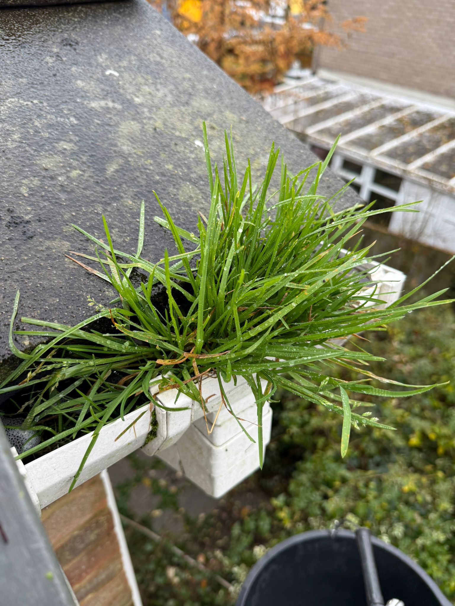 Blocked gutter downpipe in Biggleswade